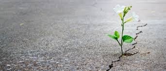 La douleur chronique : vivre avec l'invisible. Comprendre les émotions et l'accompagner avec patience, bienveillance et courage.